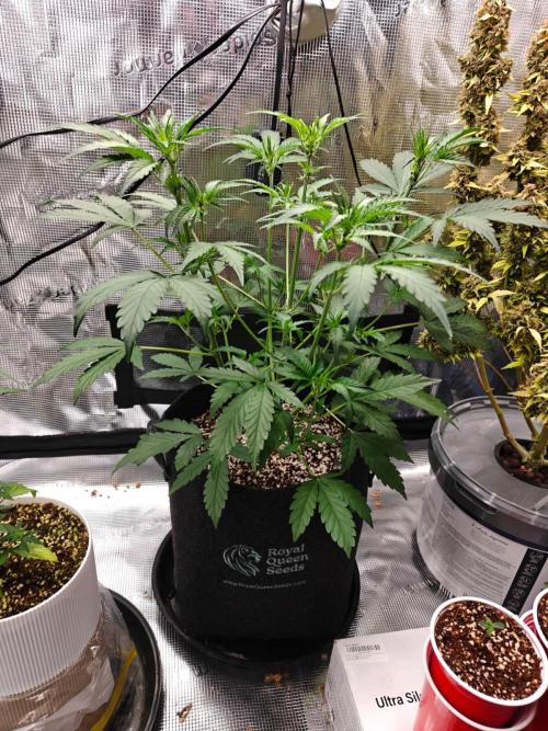 Cosmos F1 by RQS in coco. Week 5 - Day 29