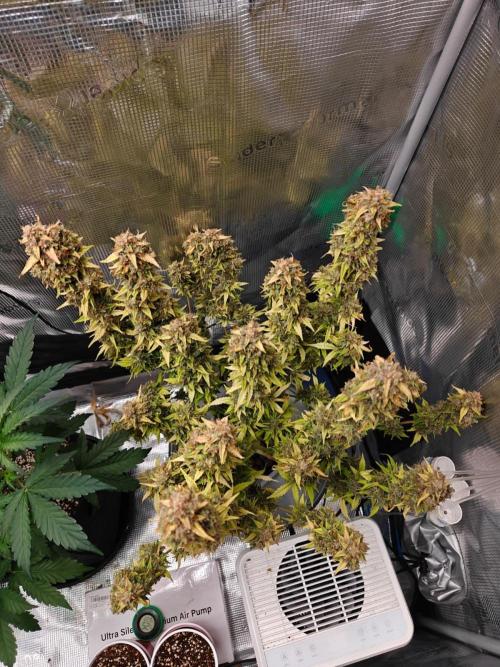 Stress Killer CBD Auto Royal Queen Seeds. Week 14 - Day 97