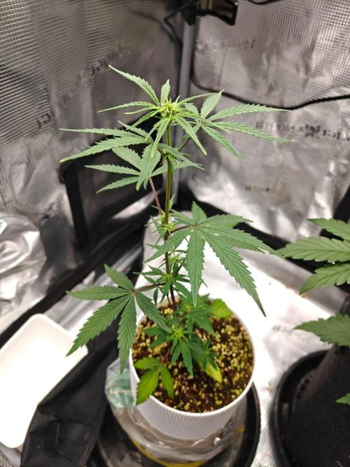 Royal CBDV auto by RQS in 3D printed pot. Week 5 - Day 29