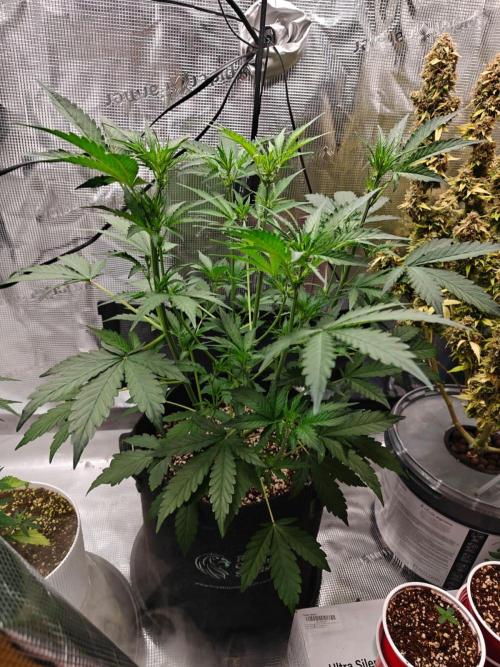 Cosmos F1 by RQS in coco. Week 5 - Day 30