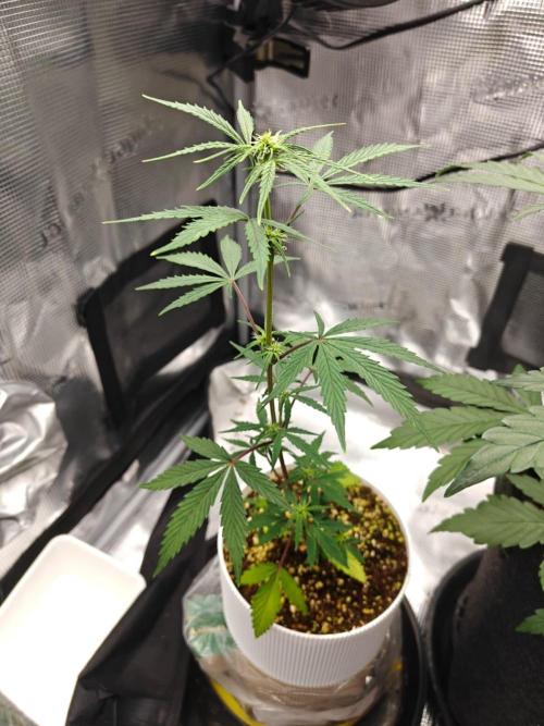 Royal CBDV auto by RQS in 3D printed pot. Week 5 - Day 30