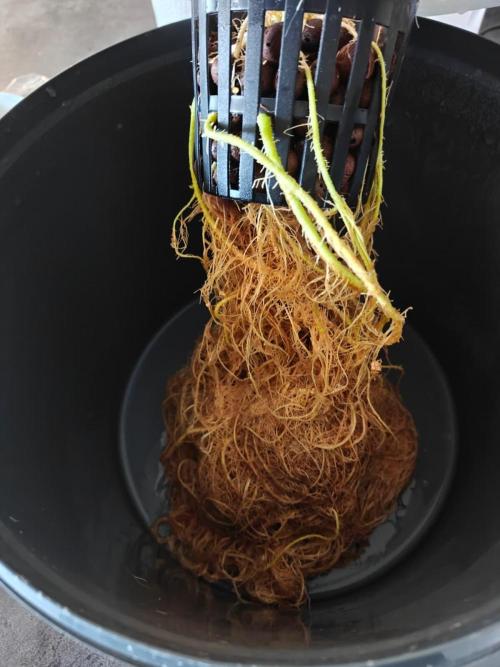 Stress Killer CBD Auto Royal Queen Seeds. Week 15