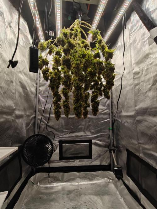 Stress Killer CBD Auto Royal Queen Seeds. Week 15