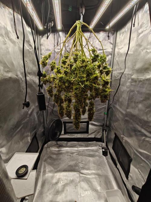 Stress Killer CBD Auto Royal Queen Seeds. Week 15