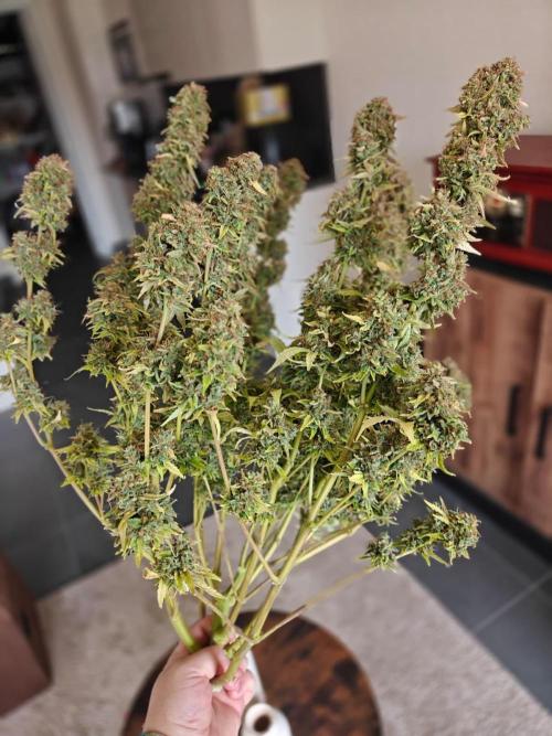 Stress Killer CBD Auto Royal Queen Seeds. Week 15