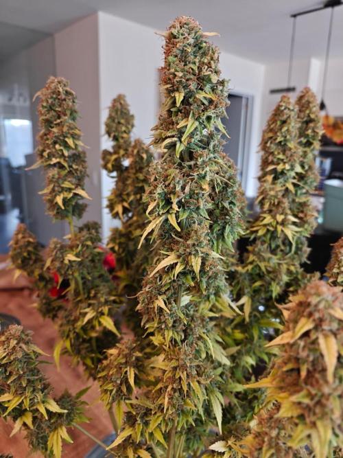 Stress Killer CBD Auto Royal Queen Seeds. Week 15