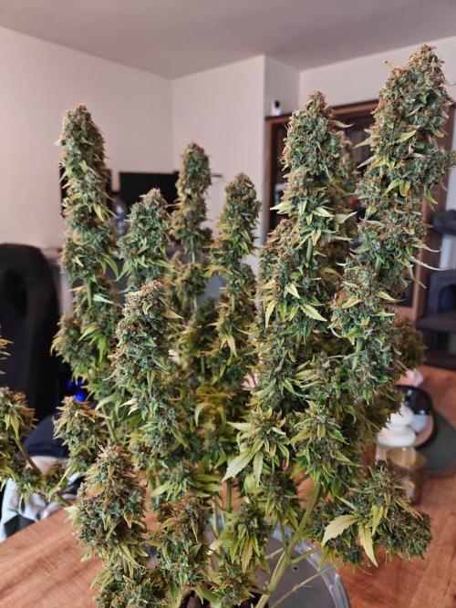 Stress Killer CBD Auto Royal Queen Seeds. Week 15