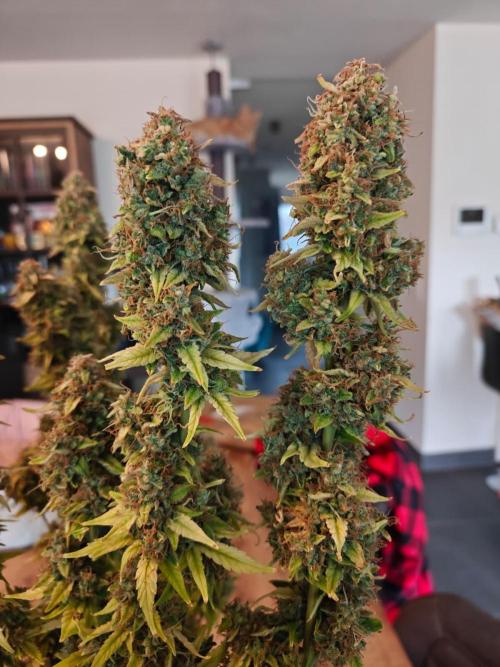 Stress Killer CBD Auto Royal Queen Seeds. Week 15