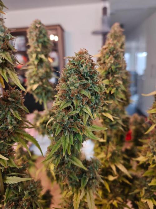 Stress Killer CBD Auto Royal Queen Seeds. Week 15