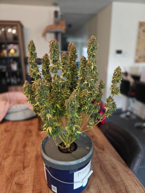 Stress Killer CBD Auto Royal Queen Seeds. Week 15