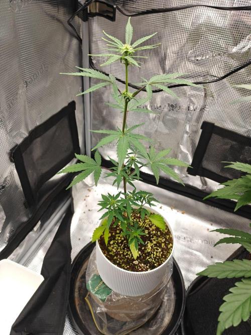 Royal CBDV auto by RQS in 3D printed pot. Week 5 - Day 31