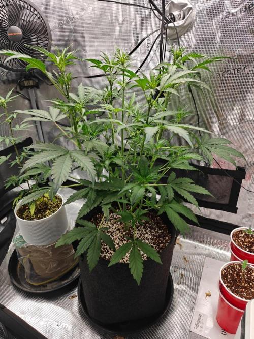 Cosmos F1 by RQS in coco. Week 5 - Day 31