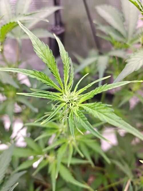 Cosmos F1 by RQS in coco. Week 5 - Day 32
