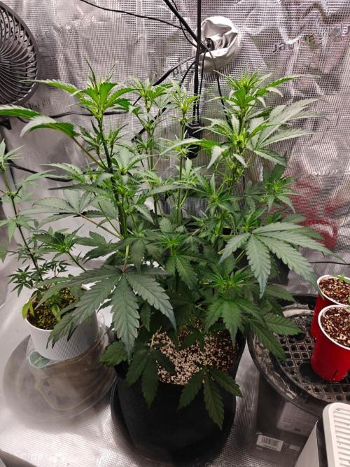 Cosmos F1 by RQS in coco. Week 5 - Day 32