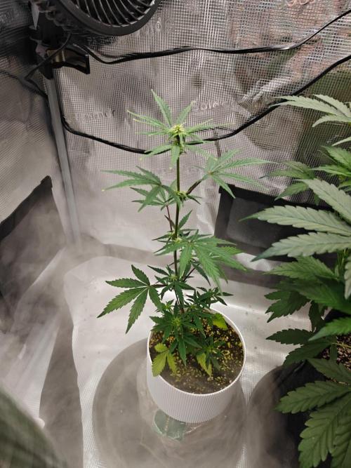 Royal CBDV auto by RQS in 3D printed pot. Week 5 - Day 32
