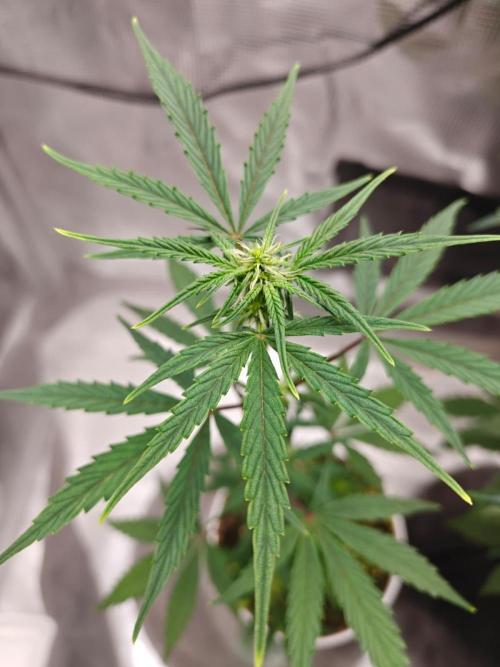 Royal CBDV auto by RQS in 3D printed pot. Week 5 - Day 32