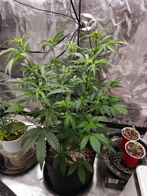 Cosmos F1 by RQS in coco. Week 5 - Day 33