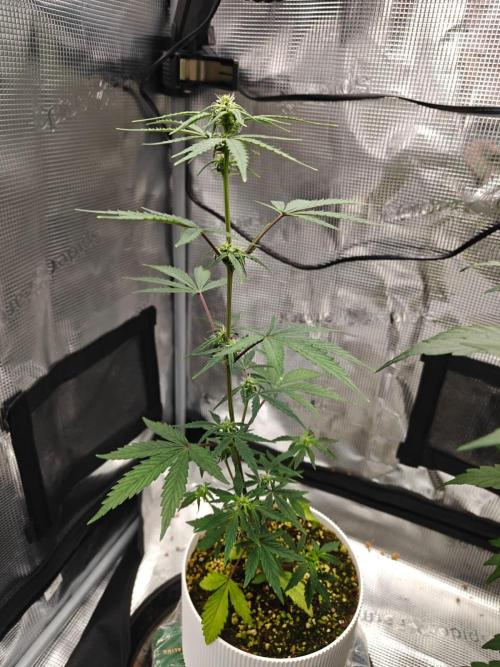 Royal CBDV auto by RQS in 3D printed pot. Week 5 - Day 33