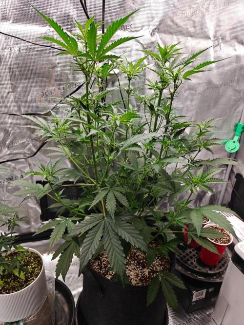 Cosmos F1 by RQS in coco. Week 5 - Day 34