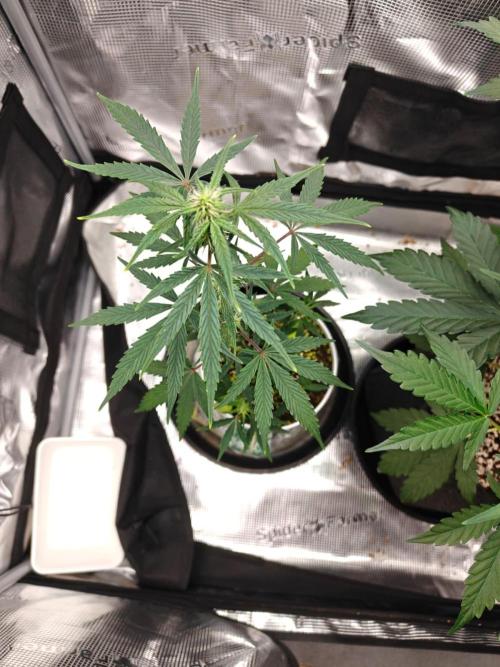 Royal CBDV auto by RQS in 3D printed pot. Week 5 - Day 34
