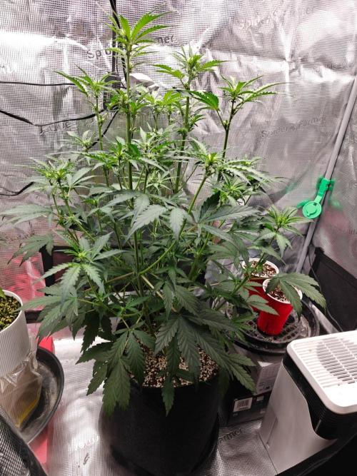 Cosmos F1 by RQS in coco. Week 6 - Day 35