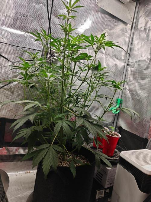 Cosmos F1 by RQS in coco. Week 6 - Day 35