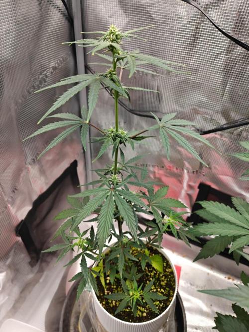 Royal CBDV auto by RQS in 3D printed pot. Week 6 - Day 35
