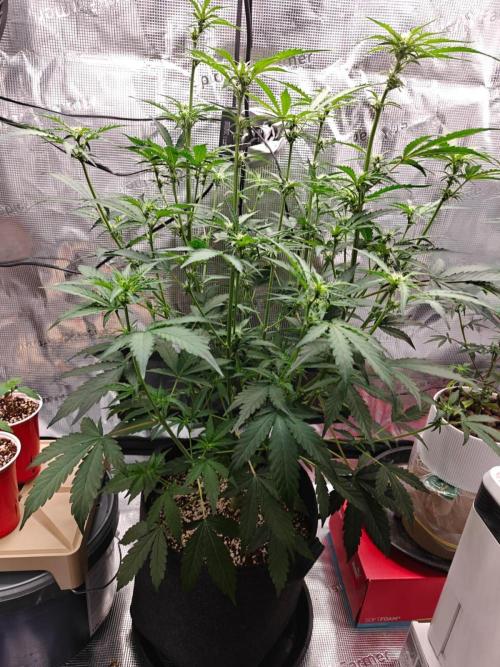 Cosmos F1 by RQS in coco. Week 6 - Day 36