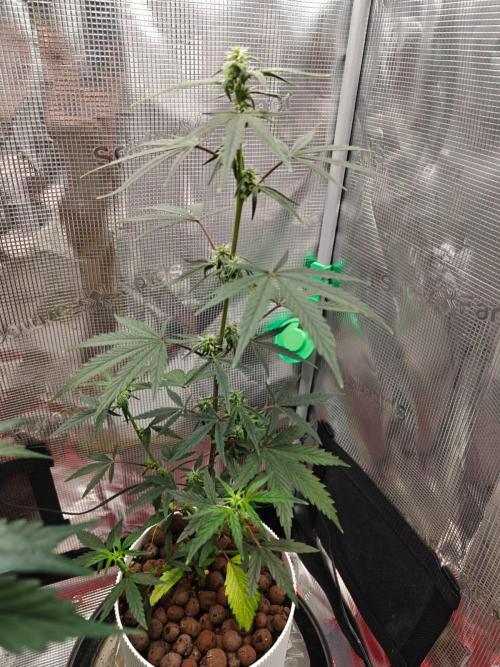 Royal CBDV auto by RQS in 3D printed pot. Week 6 - Day 36
