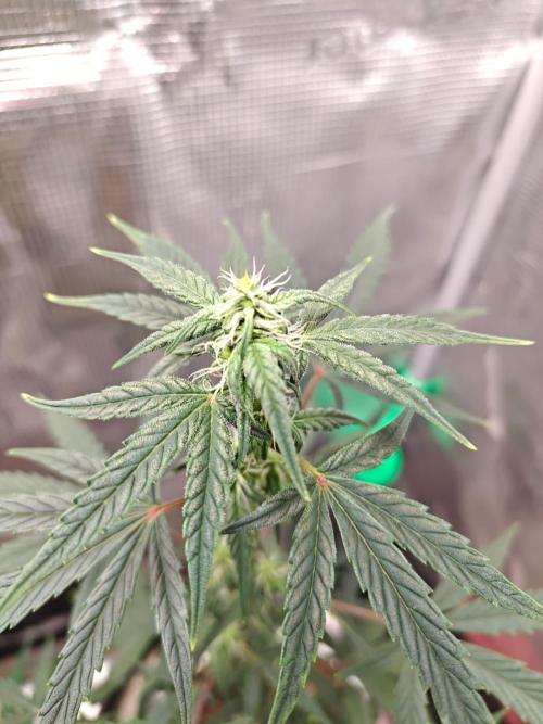 Royal CBDV auto by RQS in 3D printed pot. Week 6 - Day 37
