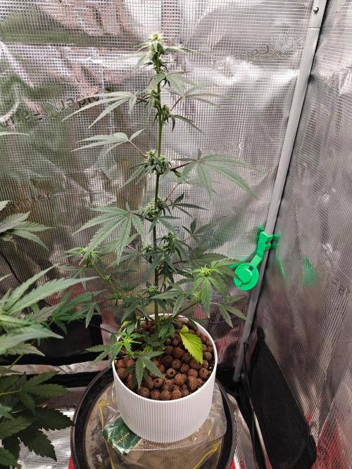 Royal CBDV auto by RQS in 3D printed pot. Week 6 - Day 37