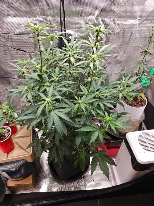 Cosmos F1 by RQS in coco. Week 6 - Day 37
