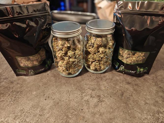 Stress Killer CBD Auto Royal Queen Seeds. Week 15