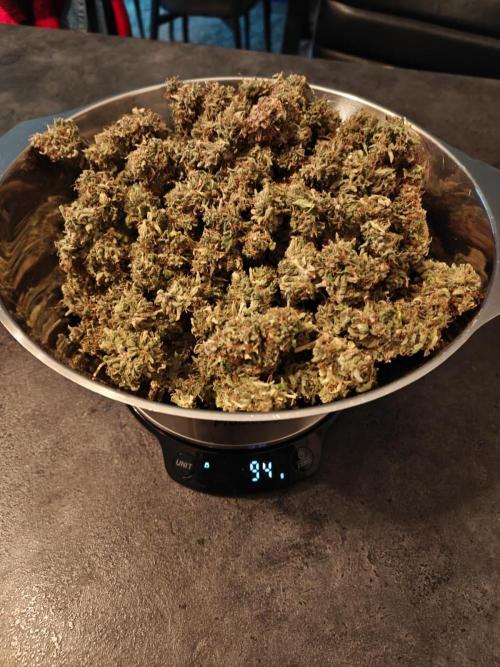 Stress Killer CBD Auto Royal Queen Seeds. Week 15