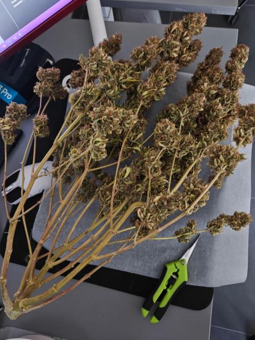 Stress Killer CBD Auto Royal Queen Seeds. Week 15 - After 7 days of drying