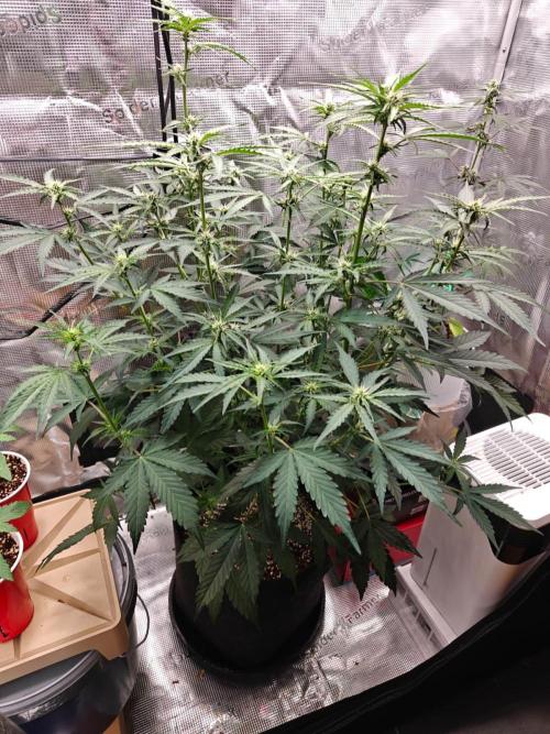 Cosmos F1 by RQS in coco. Week 6 - Day 38