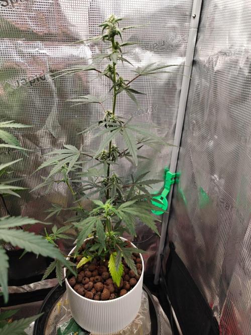 Royal CBDV auto by RQS in 3D printed pot. Week 6 - Day 38