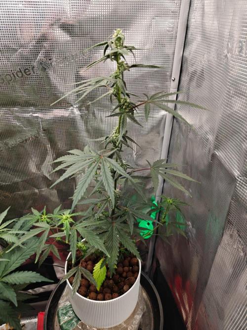 Royal CBDV auto by RQS in 3D printed pot. Week 6 - Day 39