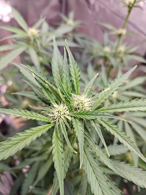 Cosmos F1 by RQS in coco. Week 6 - Day 38 - self topped banch