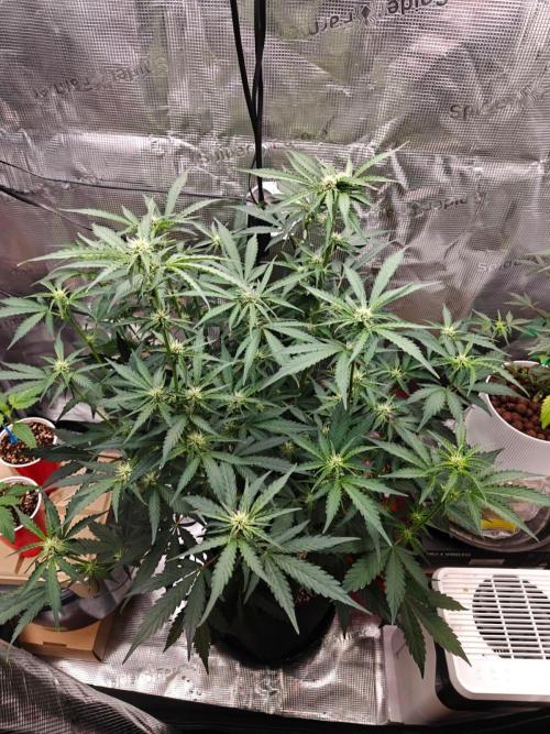 Cosmos F1 by RQS in coco. Week 6 - Day 39