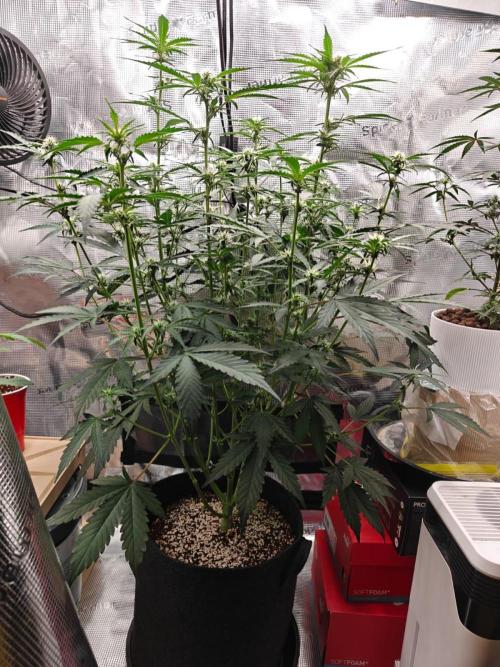 Cosmos F1 by RQS in coco. Week 6 - Day 40