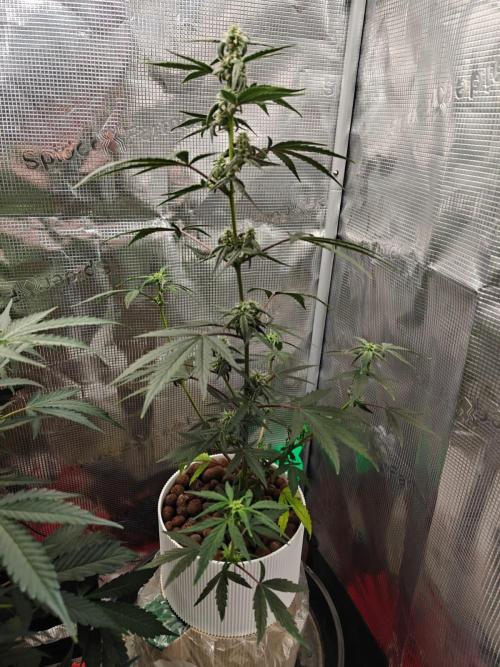 Royal CBDV auto by RQS in 3D printed pot. Week 6 - Day 40