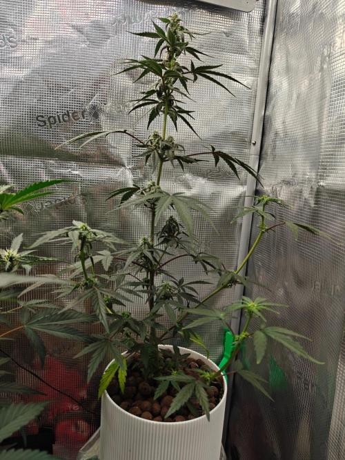 Royal CBDV auto by RQS in 3D printed pot. Week 6 - Day 41