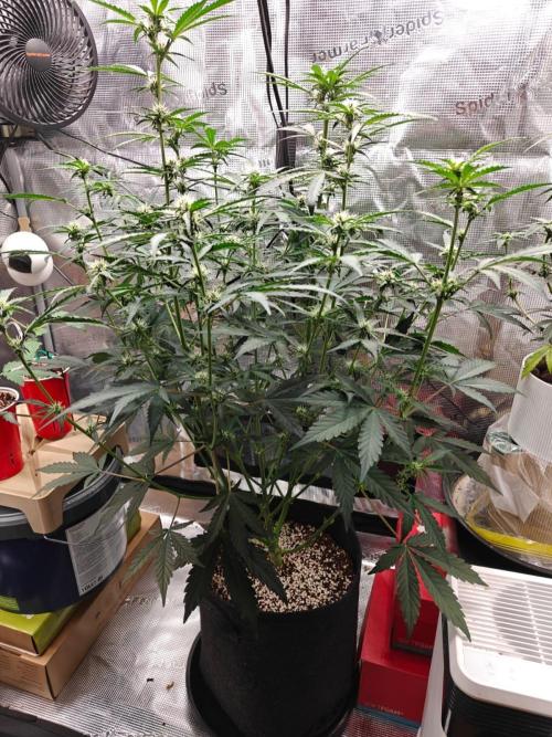 Cosmos F1 by RQS in coco. Week 6 - Day 41
