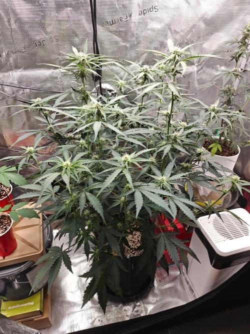 Cosmos F1 by RQS in coco. Week 7 - Day 42