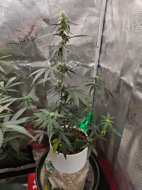 Royal CBDV auto by RQS in 3D printed pot. Week 7 - Day 42