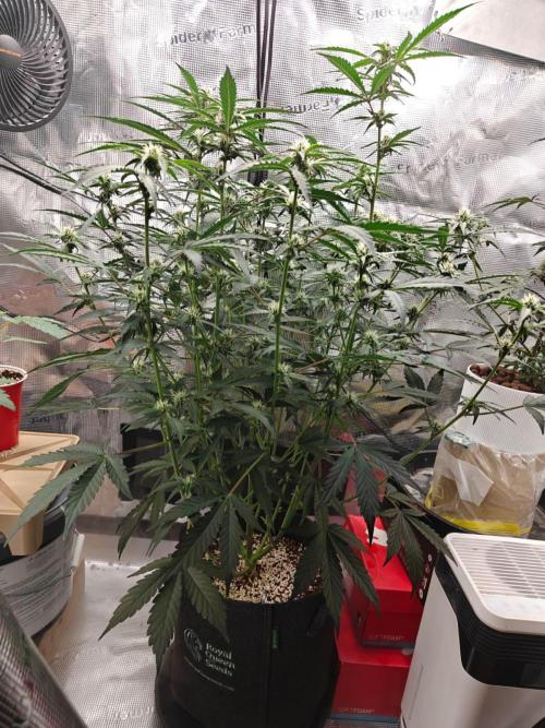 Cosmos F1 by RQS in coco. Week 7 - Day 43