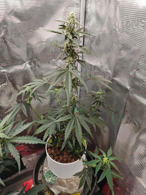 Royal CBDV auto by RQS in 3D printed pot. Week 7 - Day 43
