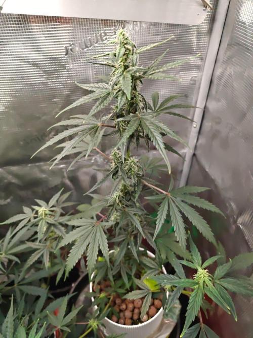 Royal CBDV auto by RQS in 3D printed pot. Week 7 - Day 44
