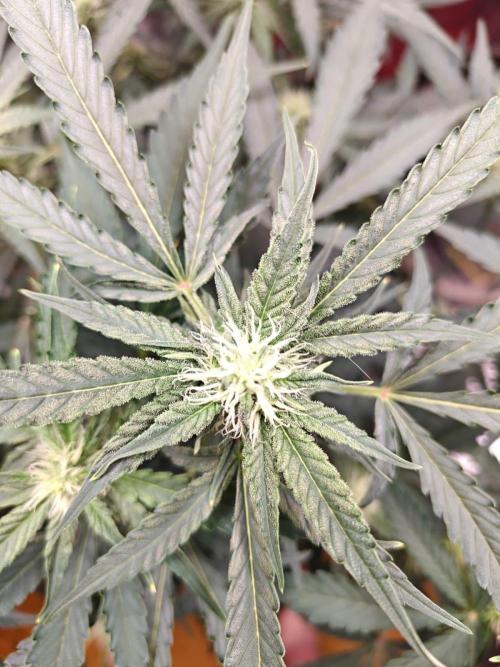 Cosmos F1 by RQS in coco. Week 7 - Day 44